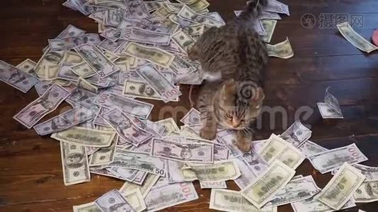 基蒂去找美元。 100美元钞票的人造老鼠。视频