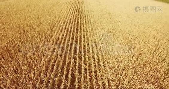 田野玉米，在农村的草地上，大自然的理念视频