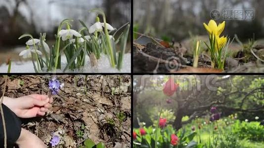 雪花、藏红花、紫罗兰和郁金香。 视频剪辑拼贴视频
