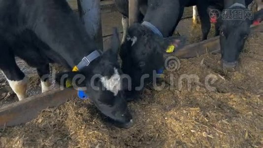 奶牛在农场谷仓吃干草。 奶牛场在室内。视频