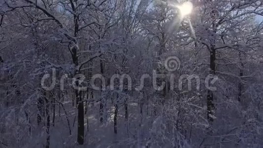 雪中的冬季森林飞行视频