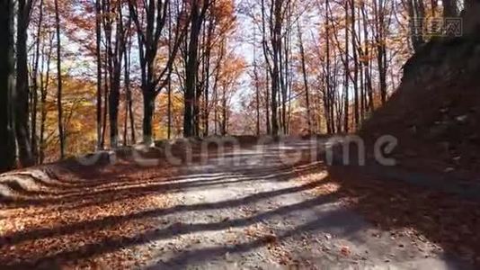 秋天森林里路上的镜头，阳光透过树叶照耀视频