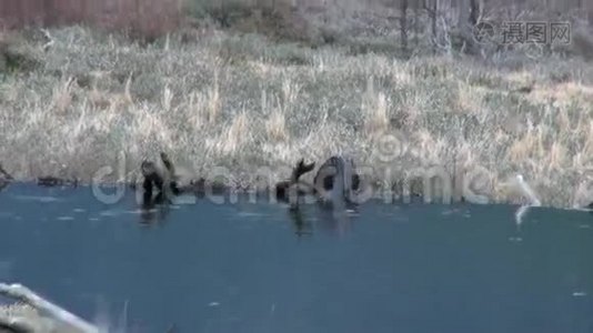 乌斯怀亚水坝里的海狸。视频