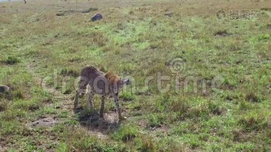 猎豹在非洲的热带草原狩猎视频