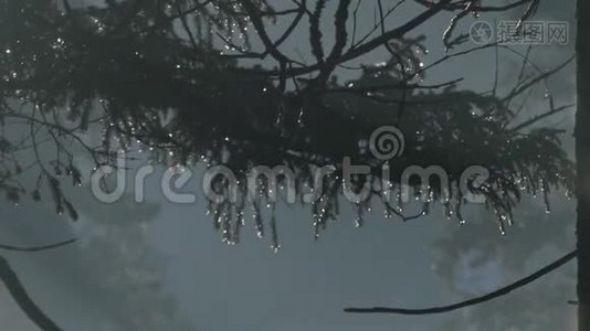 水滴中的松枝..视频