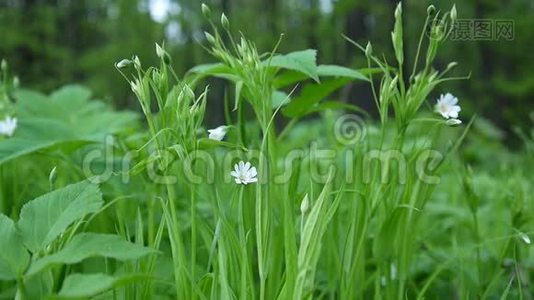 野生黄芩白花迎风摆动.. 春天。视频