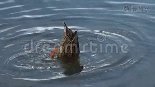 鸭子在公园的湖边游泳。 高清视频。视频