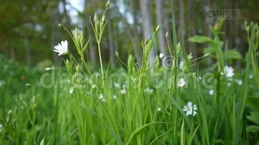 野生黄芩白花迎风摆动.. 春天。视频