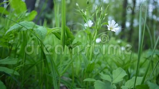 野生黄芩白花迎风摆动.. 春天。视频