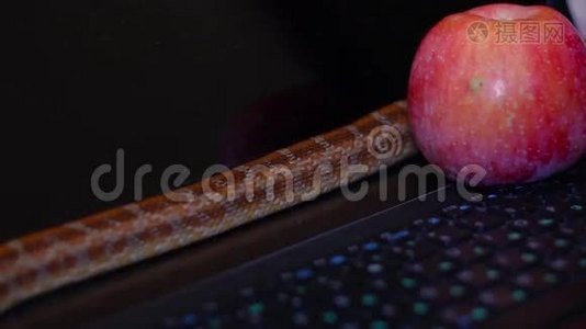 在笔记本电脑上爬行的蛇视频