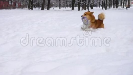 科吉在雪地上奔跑视频