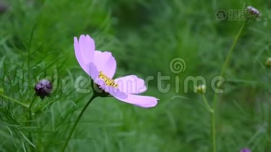 美丽的宇宙花在花坛上视频