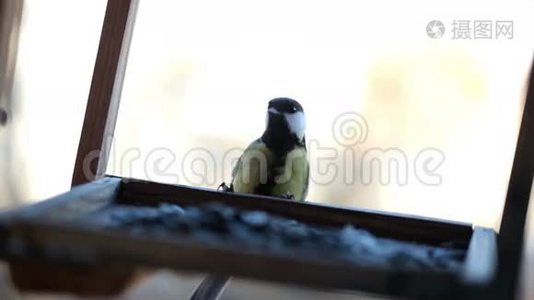 小鸟在喂食器里喂食视频