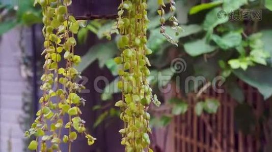 盆栽植物、城市花园和房屋装饰的视频视频