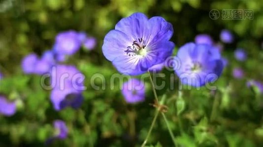 蓝色花朵的背景视频