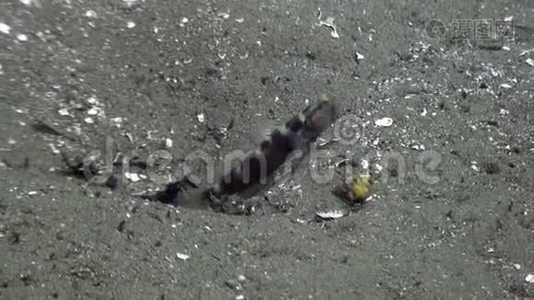 鱼藏在菲律宾野生动物海洋的海底。视频