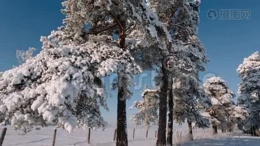 摄像机从右向左移动，拍摄一棵大树，树枝上点缀着雪。视频