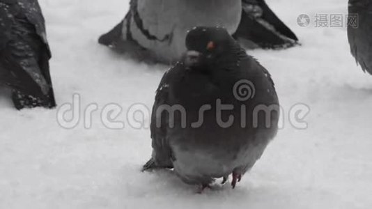 鸟儿卷起凌乱的羽毛，冻得很冷视频