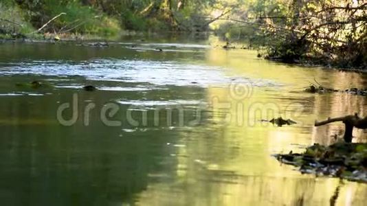 绿树缓流的河流视频