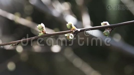 树枝上的春芽视频