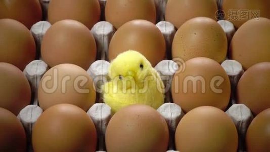 玩具鸡在一个明亮的复活节彩蛋壳里躺在纸板支架上视频