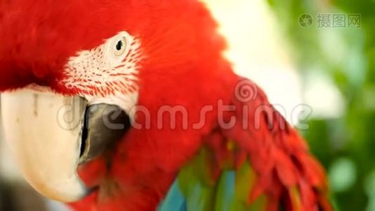 在热带丛林森林里，关闭红亚马逊猩鹦鹉或阿拉澳门。 野生动物彩色鸟类画像视频