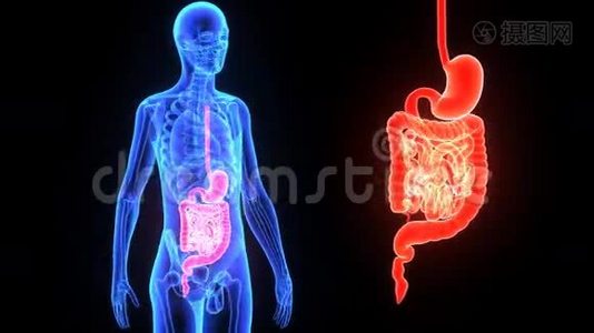 消化系统视频