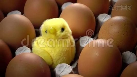 玩具鸡在一个明亮的复活节彩蛋壳里躺在纸板支架上视频