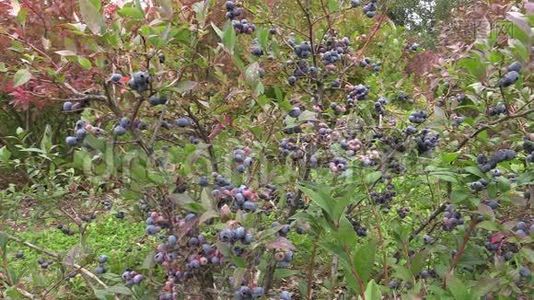 在花园里生长的蓝莓视频