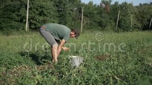 年轻的农民在有机农场的田里用桶收集土豆视频