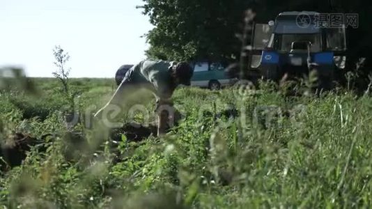 年轻的农民在有机农场的田里用桶收集土豆视频