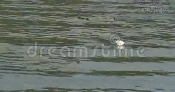 许多睡莲漂浮在大池塘上视频