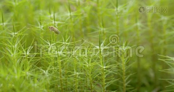 一只虫子从植物转移到另一个植物视频