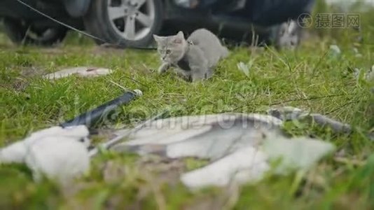 英国短毛猫靠近长矛捕鱼淡水鱼在草地上露营视频