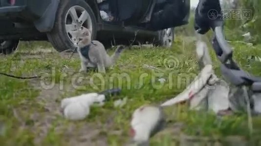 英国短毛猫靠近长矛捕鱼淡水鱼在草地上露营视频