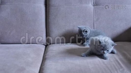 小猫在沙发上视频