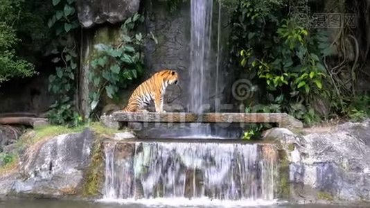 老虎躺在瀑布附近的岩石上。 泰国视频