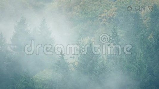 浓雾笼罩着森林景观视频