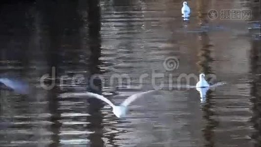 海鸥浮在水里，飞走了视频