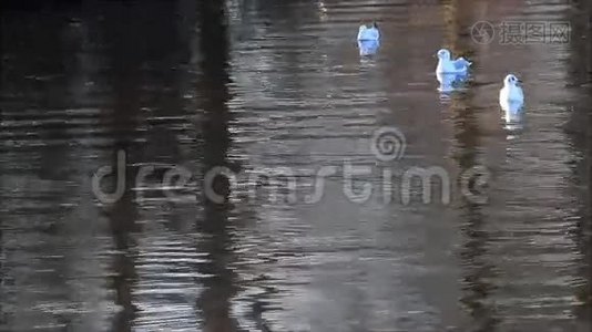 海鸥浮在水里，飞走了视频