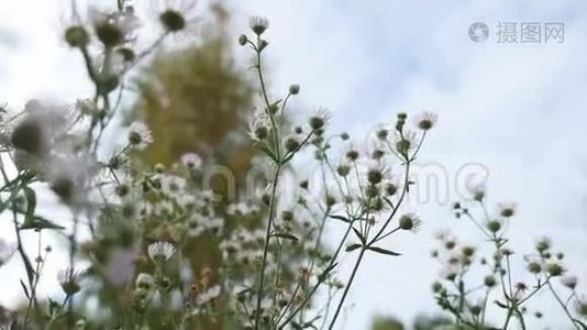 蓝天自然景观背景下的白色野花视频