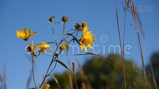 风中的野花和草视频