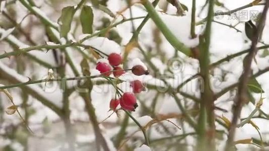 野玫瑰、红色浆果、灌木和浆果覆盖着雪霜，大自然冬季视频