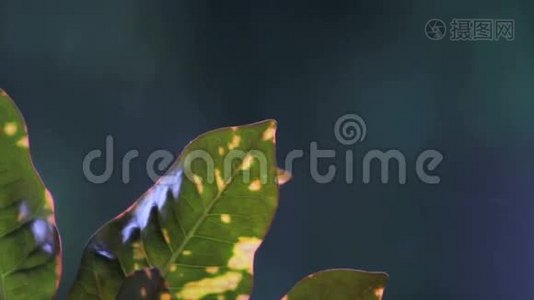 背景模糊的植物雨景视频