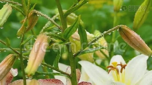 橙色百合花雨后花蕾和白色百合花视频