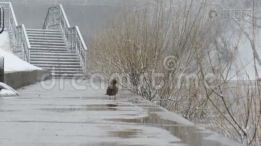 德雷克来了。 下雪了。 埃卡捷琳堡。视频