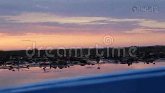 早上在粉红莲湖划船视频