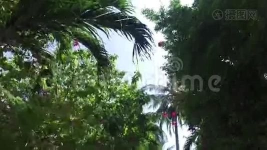 棕榈树和太阳光视频
