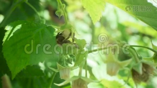 在阳光明媚的春天，蜜蜂在树莓花上采蜜视频