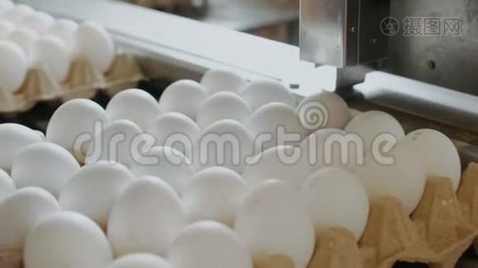 自动化装置在一个小农舍里标记母鸡蛋视频